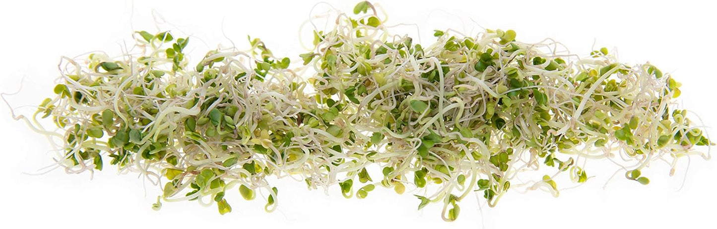 Broccoli Seeds for Sprouting & Microgreens | Waltham 29 Variety | Non GMO & Heirloom Seeds | Bulk 1 LB (16 Oz) Resealable Bag |